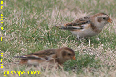 zigolo delle nevi plectophenax