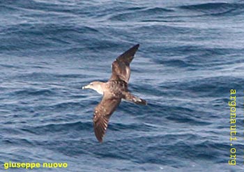 002Berta_maggiorePuglia