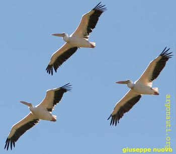 023PellicaniPrespa