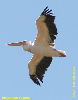 024PellicanoPrespa