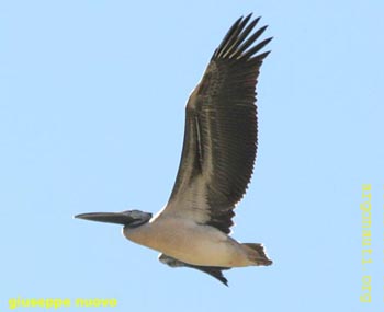 026pellicano_biancojuvPresp