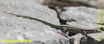 038lucertola_brunaPrespa
