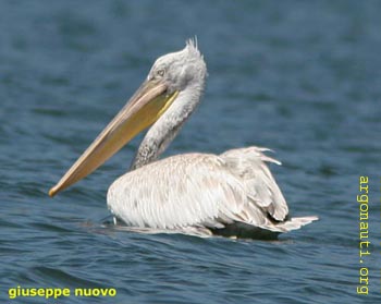 040pellicano_riccioPrespa