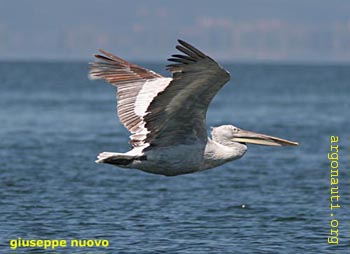 041pellicano_riccioPrespa