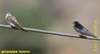 047topino_rondinePrespa