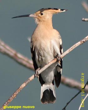 049upupaPrespa