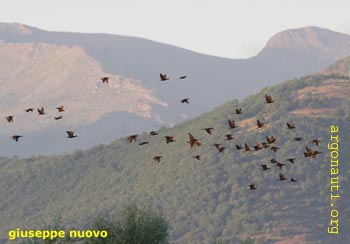 050cormoraniPrespa