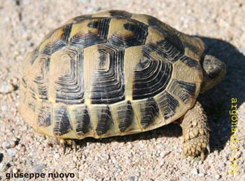 052tart_hermPrespa