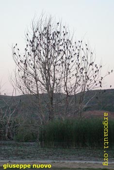 080marangoni_minoriKastoria