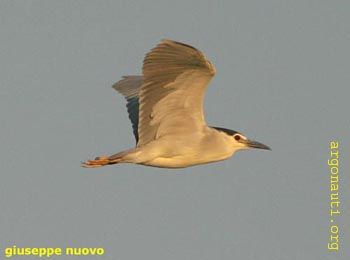 086nitticoraAxios