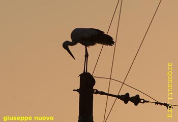 090cicognaAxios