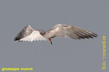 102sterna_comuneLagos