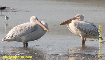 112pellicanoriccio_biancoEv