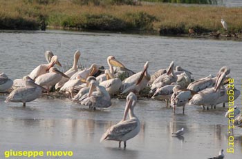 113pellicaniEvros