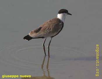 114pavoncella_armataEvros