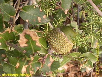 141quercia_spinosaMaronea