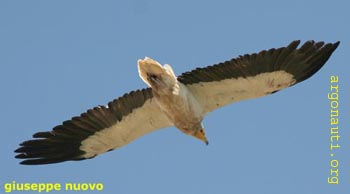 179capovaccaioMeteore
