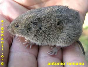 arvicola di Savi microtus