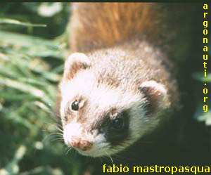 furetto mustela
