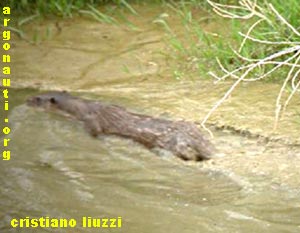 lontra lutra