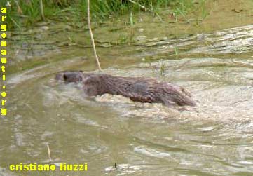 lontra lutra