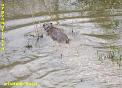 lontra lutra