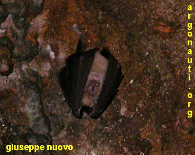 rinolofo rhinolophus