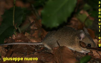 topo selvatico collogiallo apodemus