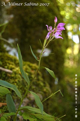 cephalanthera rubra