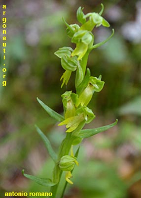 coeloglossum viride