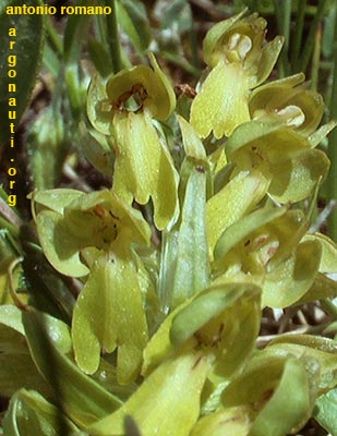 coeloglossum viride