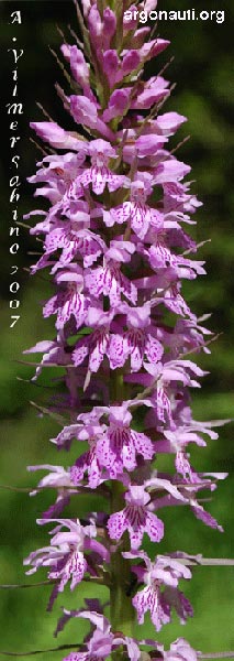 dactylorhiza maculata