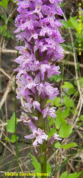 dactylorhiza maculata