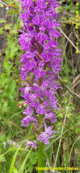 dactylorhiza maculata