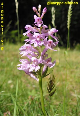 dactylorhiza maculata