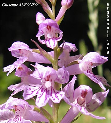 dactylorhiza maculata