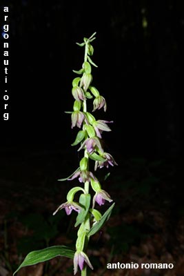 epipactis