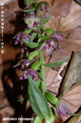 epipactis