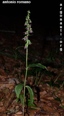 epipactis