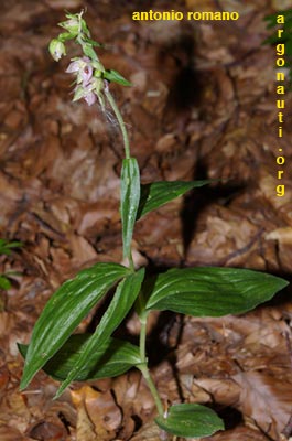 epipactis