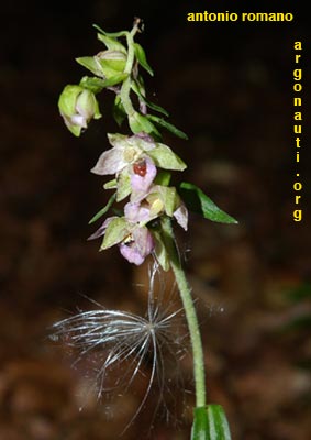 epipactis