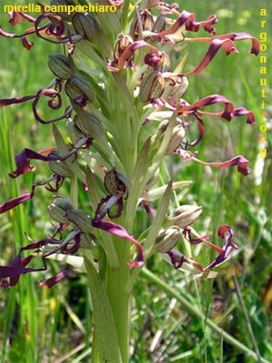 himantoglossum hircinum