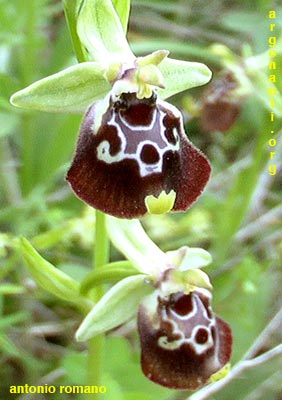ophrys celiensis