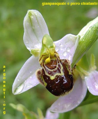 ophrys apifera