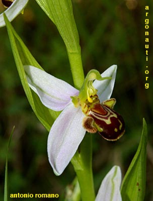 ophrys apifera