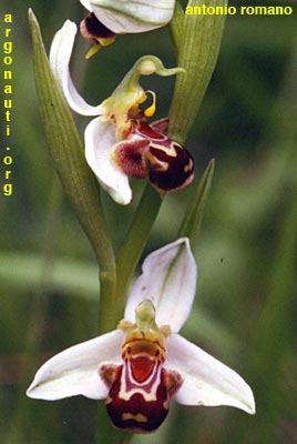 ophrys apifera