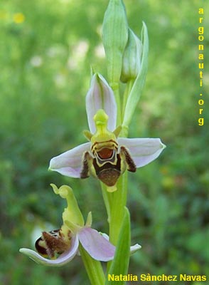 ophrys apifera