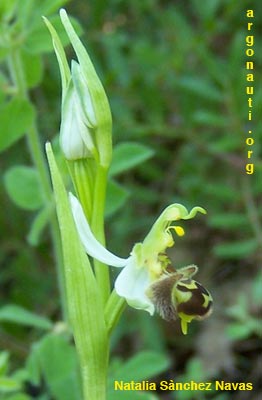 ophrys apifera