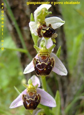 ophrys apifera