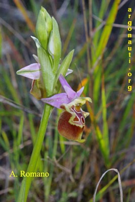 ophrys apulica